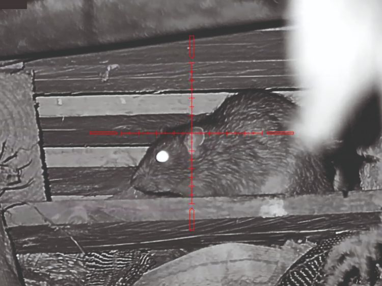 Night vision scope image with rat in crooss hairs