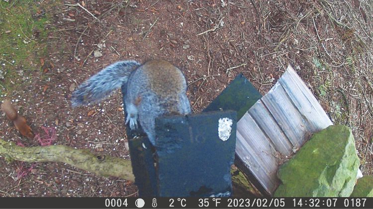 Trail cam image of grey squirrel on a feeder