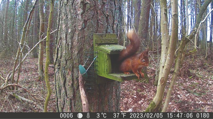 Red squirrel on feeder