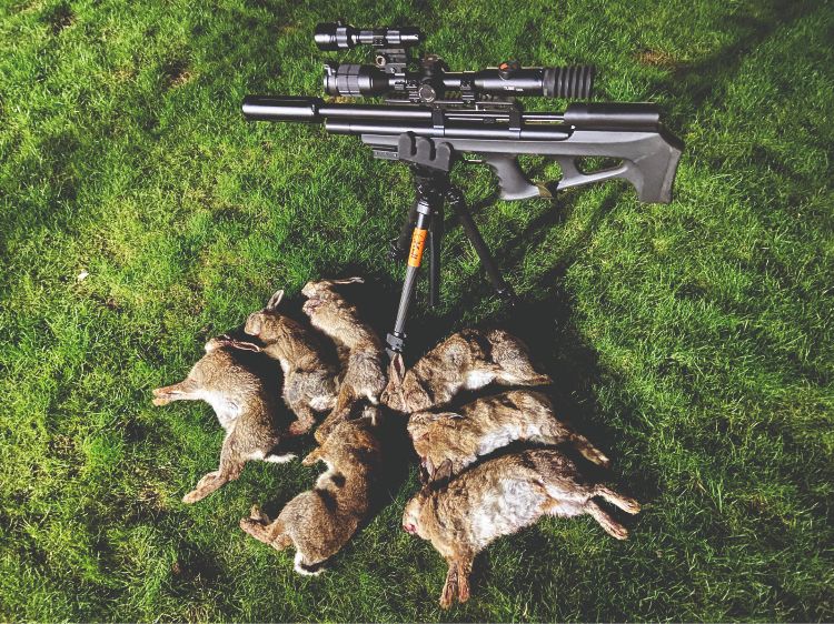 Several shot rabbits on the ground next to an air rifle