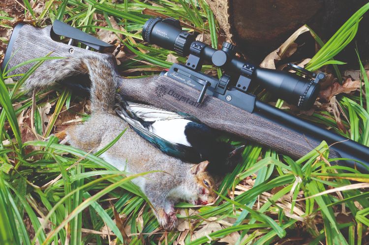 A shot grey squirrel and an air rifle