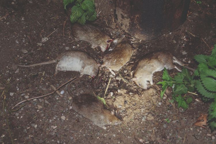 A group of rats shot for pest control with an air rifle