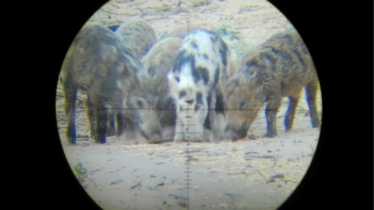 A group of wild boar captured through a hunting scope camera